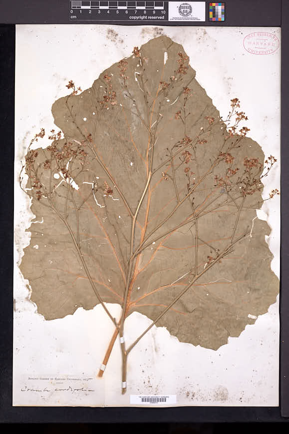Crambe cordifolia image