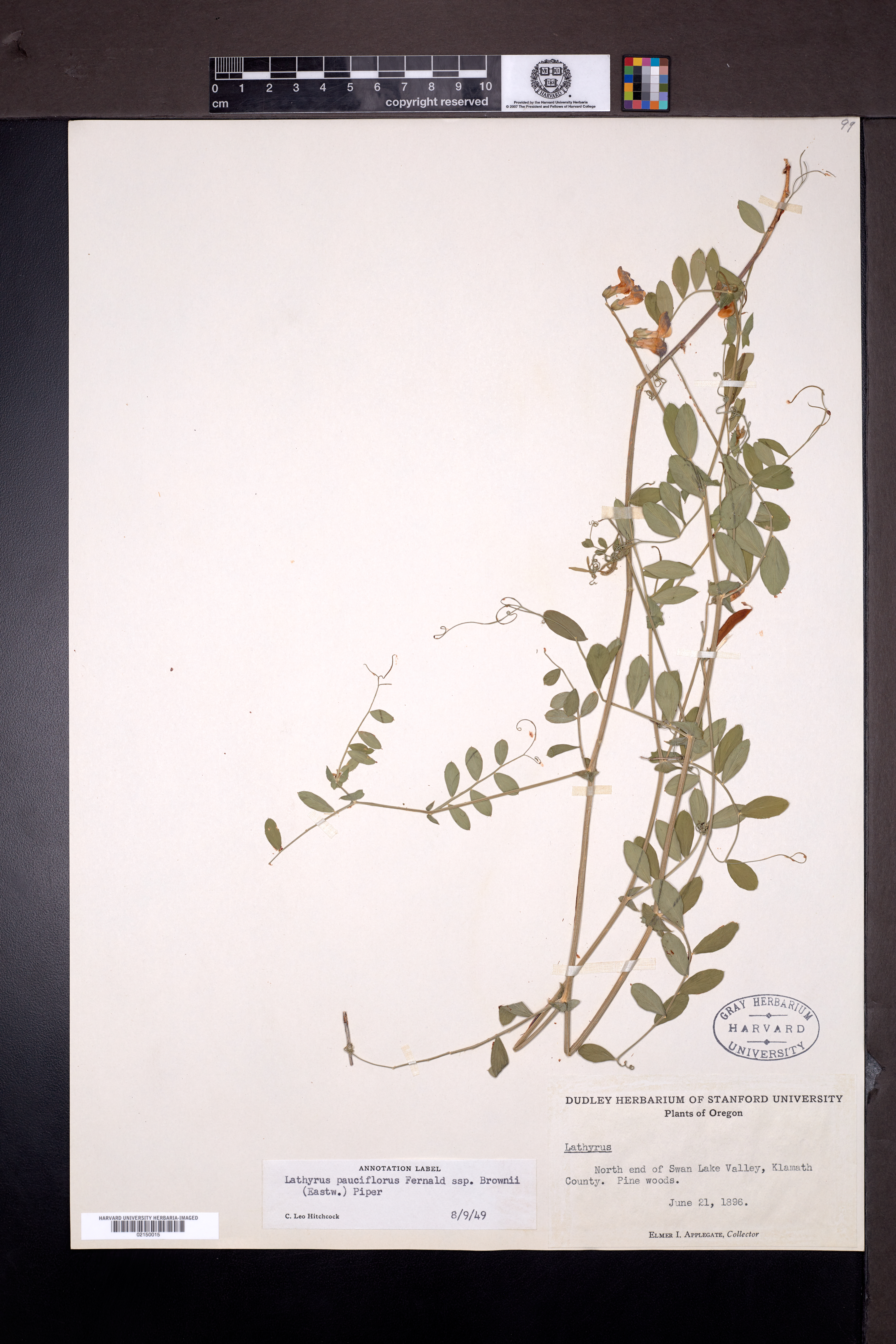 Lathyrus pauciflorus subsp. brownii image