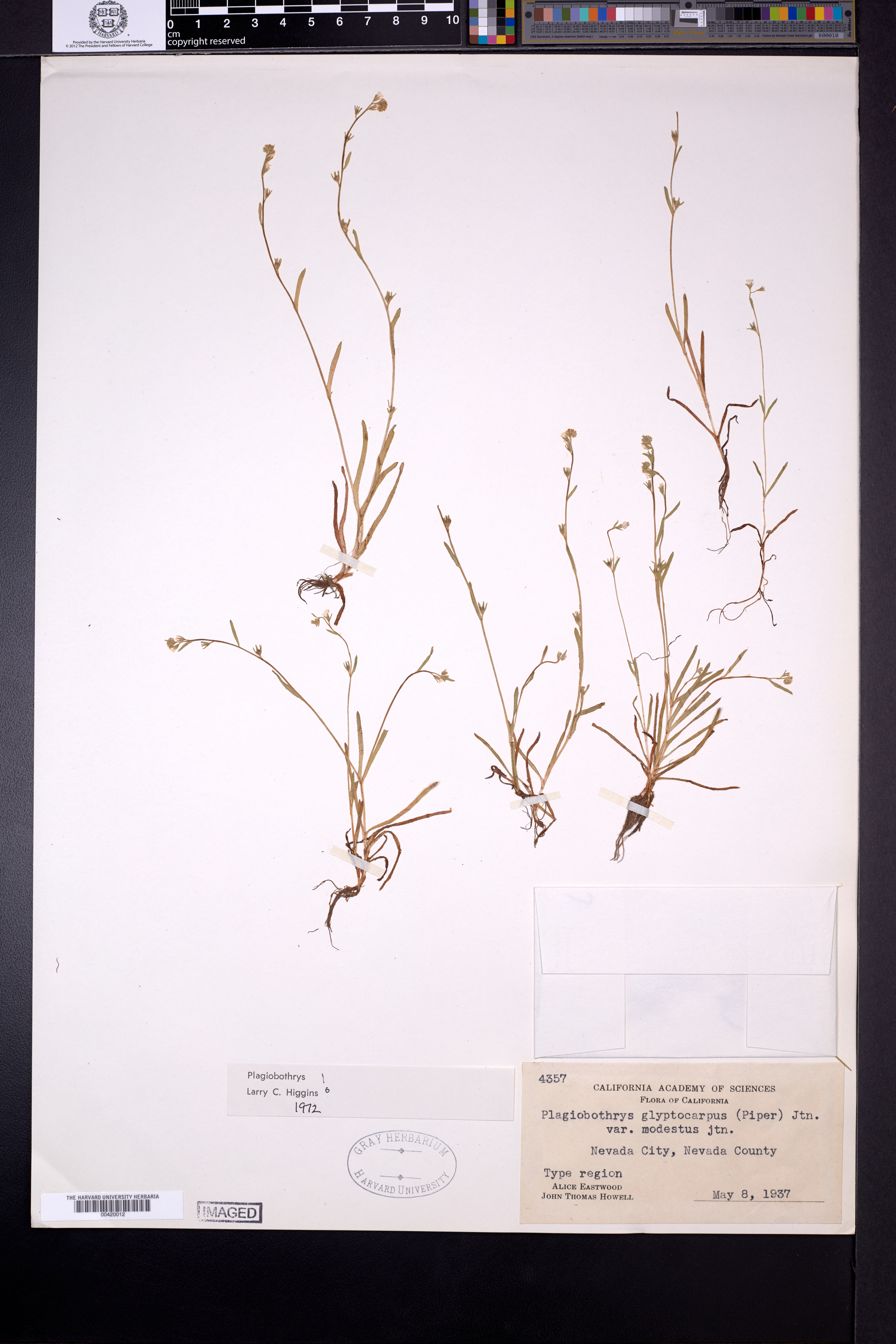 Plagiobothrys glyptocarpus var. modestus image