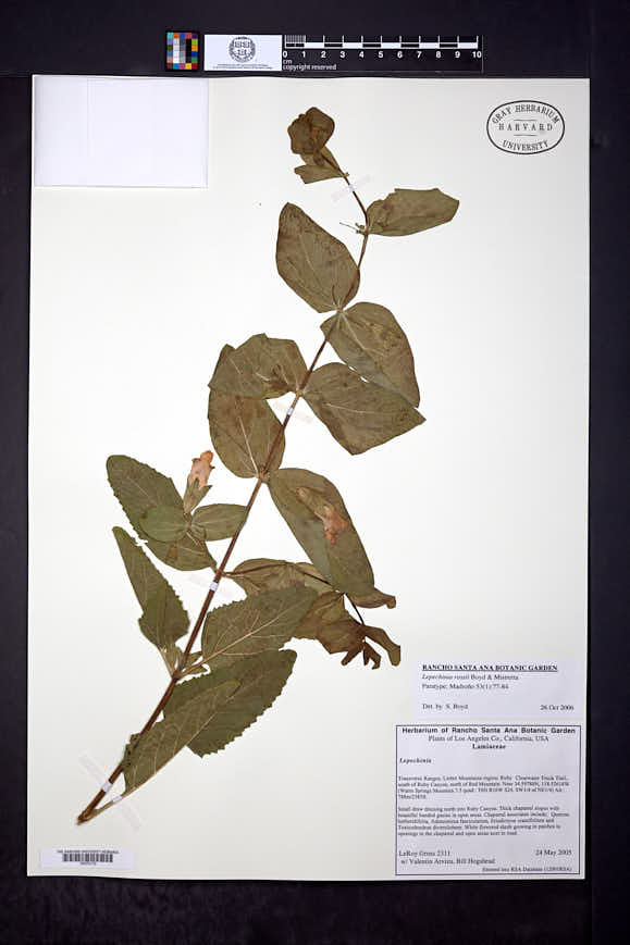 Lepechinia rossii image