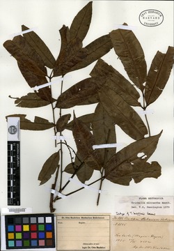 Trichilia guianensis image
