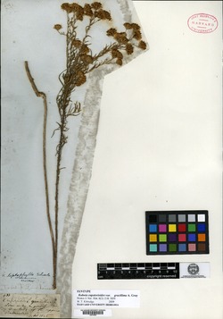 Kuhnia eupatorioides var. gracillima image