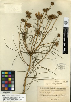 Aldama linearifolia image