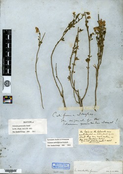 Solanum genistoides image