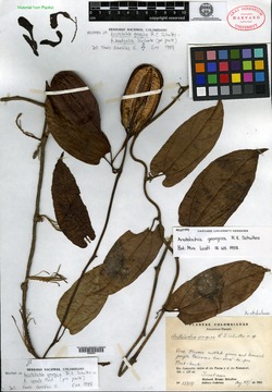 Aristolochia cornuta image