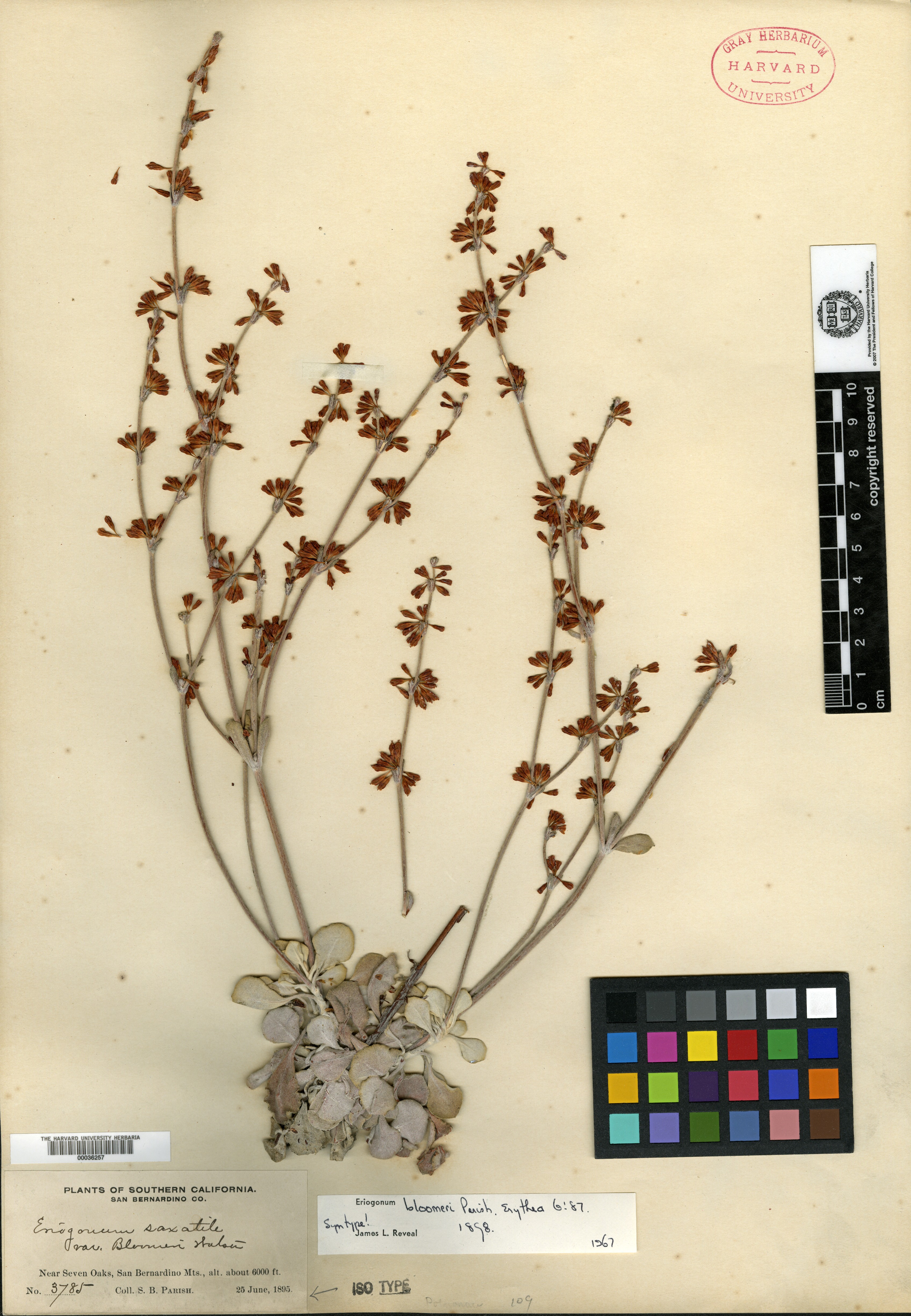 Eriogonum bloomeri image