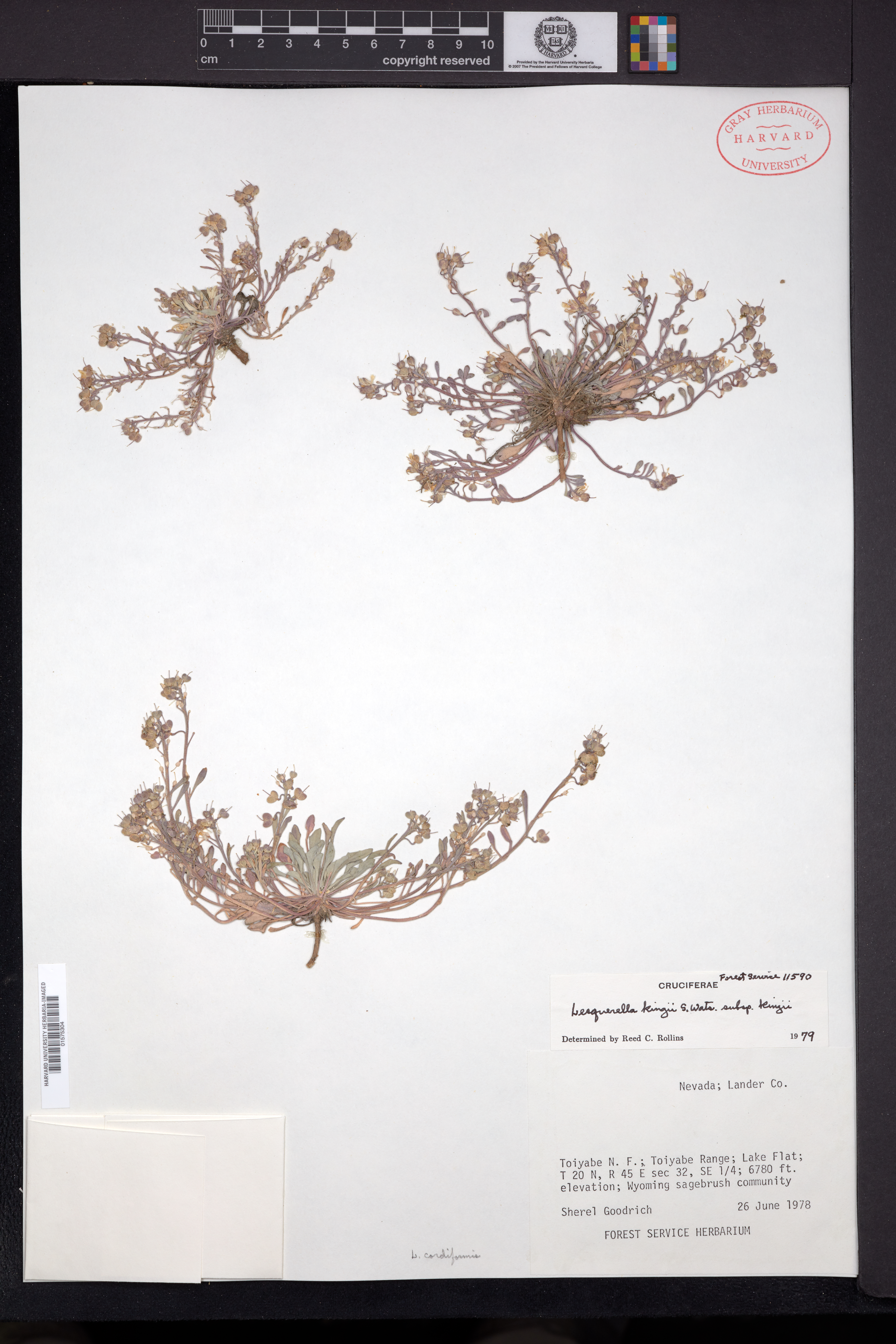 Physaria cordiformis image