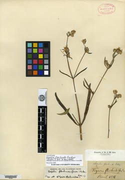 Wedelia floribunda image