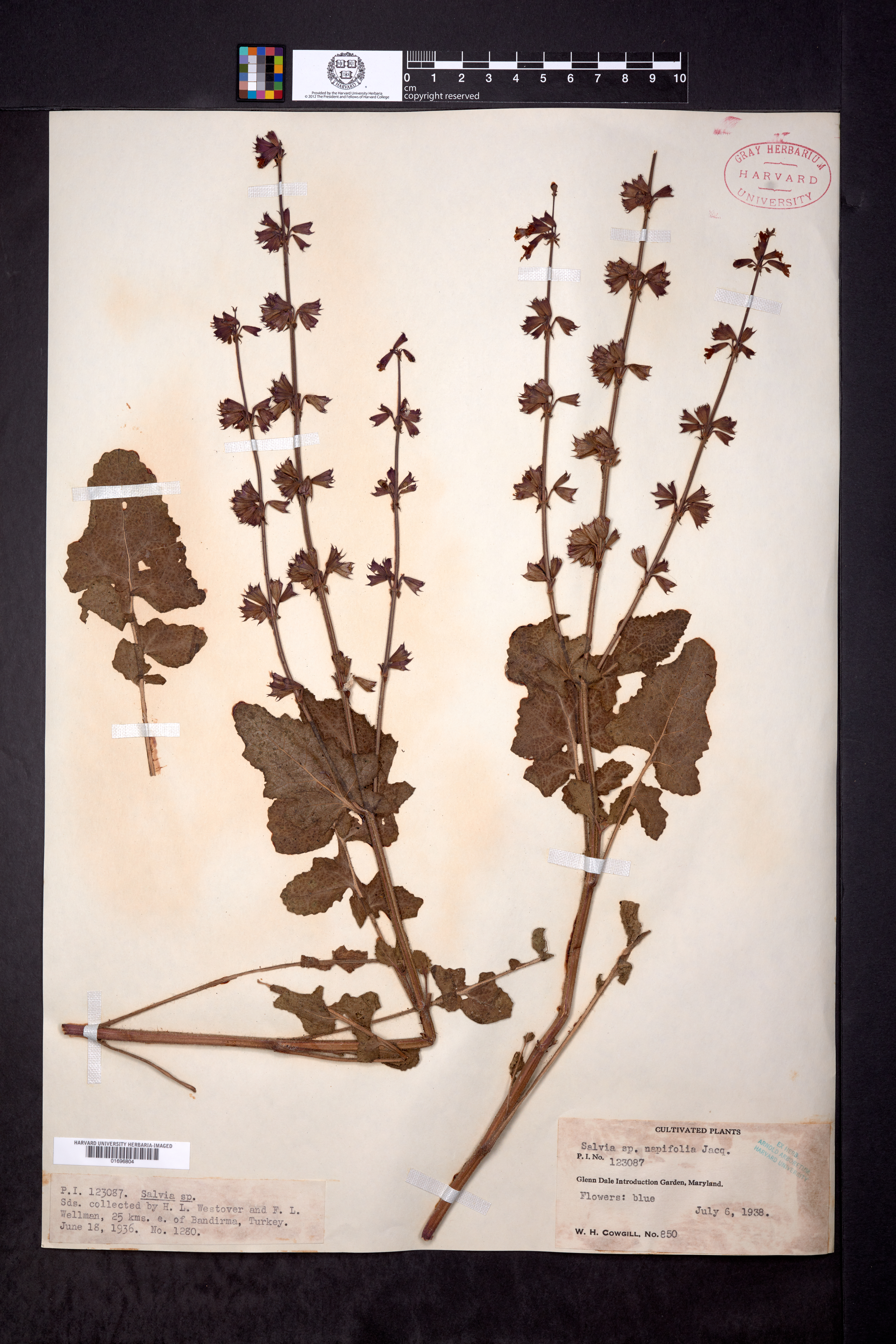 Salvia napifolia image