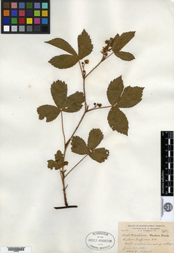 Rubus trifrons image