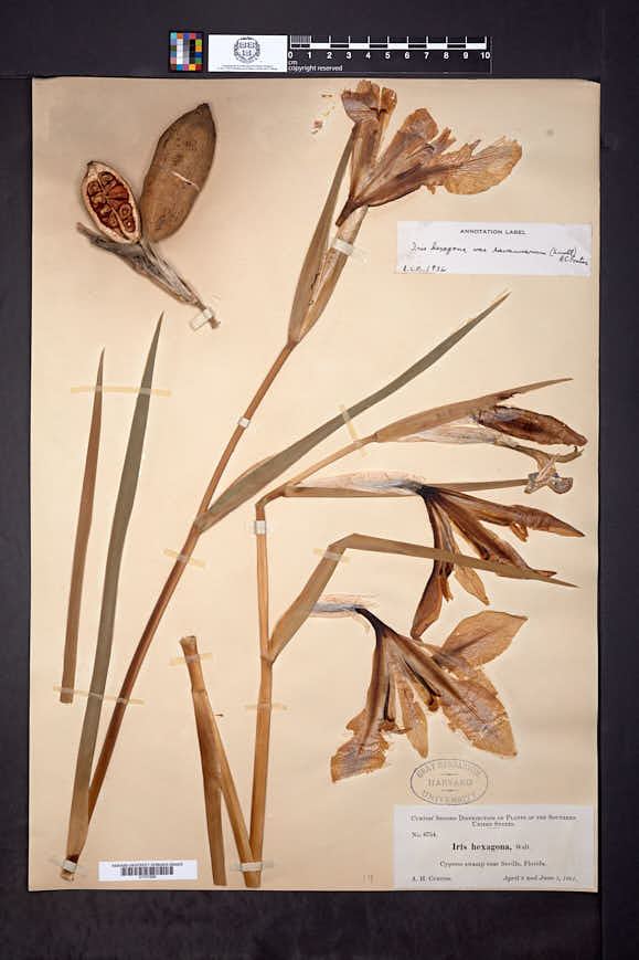 Iris giganticaerulea image