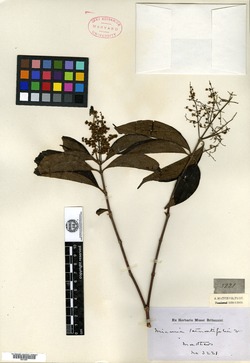Miconia ternatifolia image