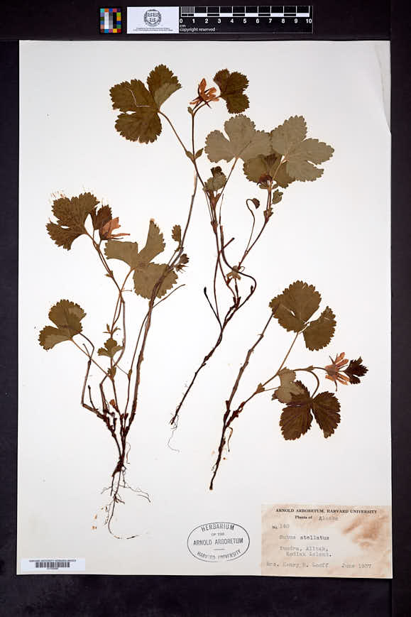 Rubus stellatus image