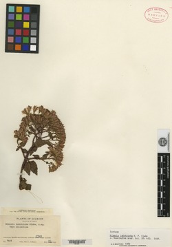 Mikania iodotricha image