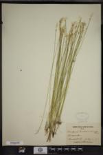 Eriophorum alpinum image