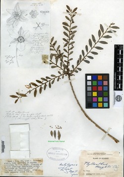 Phyllanthus haughtii image
