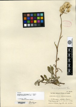 Antennaria callilepis image