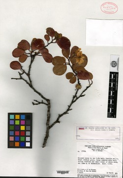 Chamaecrista zygophylloides var. deamii image