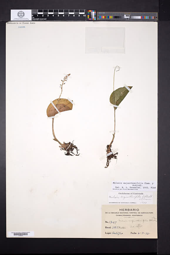Malaxis majanthemifolia image