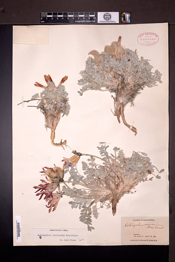 Astragalus coccineus image