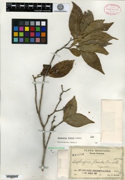 Daphnopsis flavida image