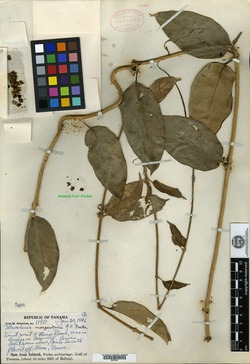 Marsdenia undulata image