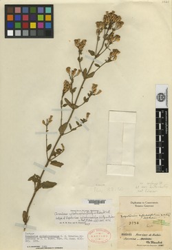 Chromolaena cylindrocephala image