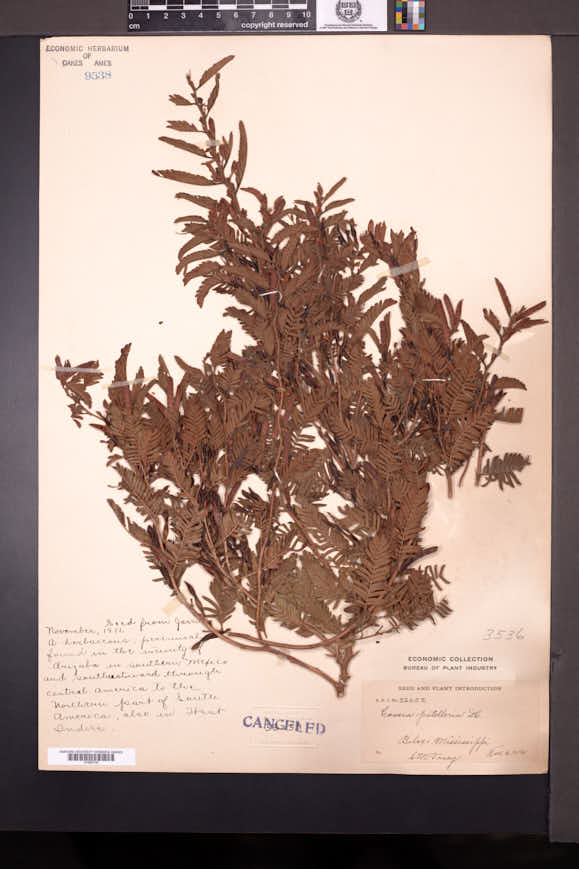 Chamaecrista nictitans subsp. patellaria image