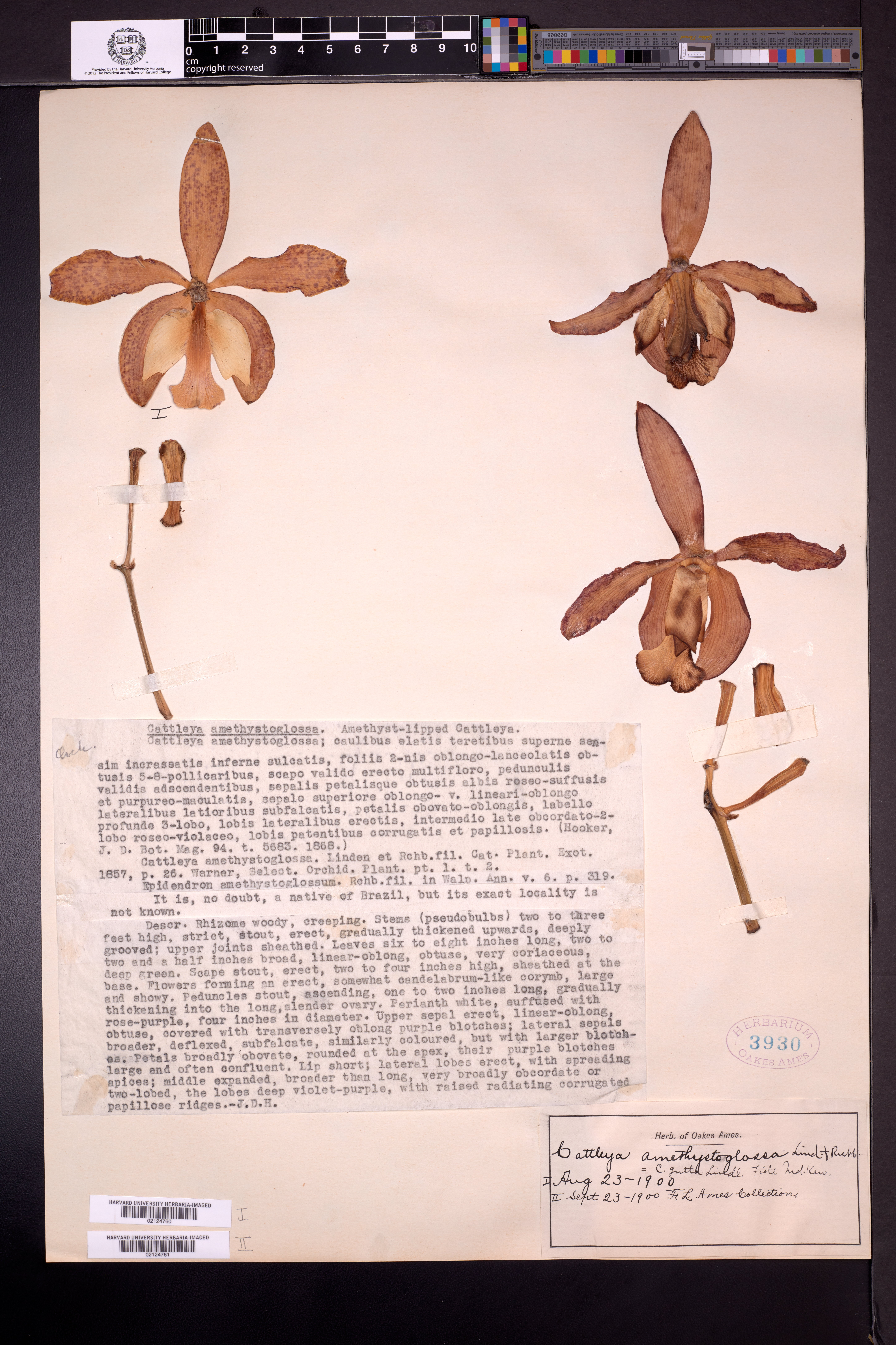 Cattleya amethystoglossa image