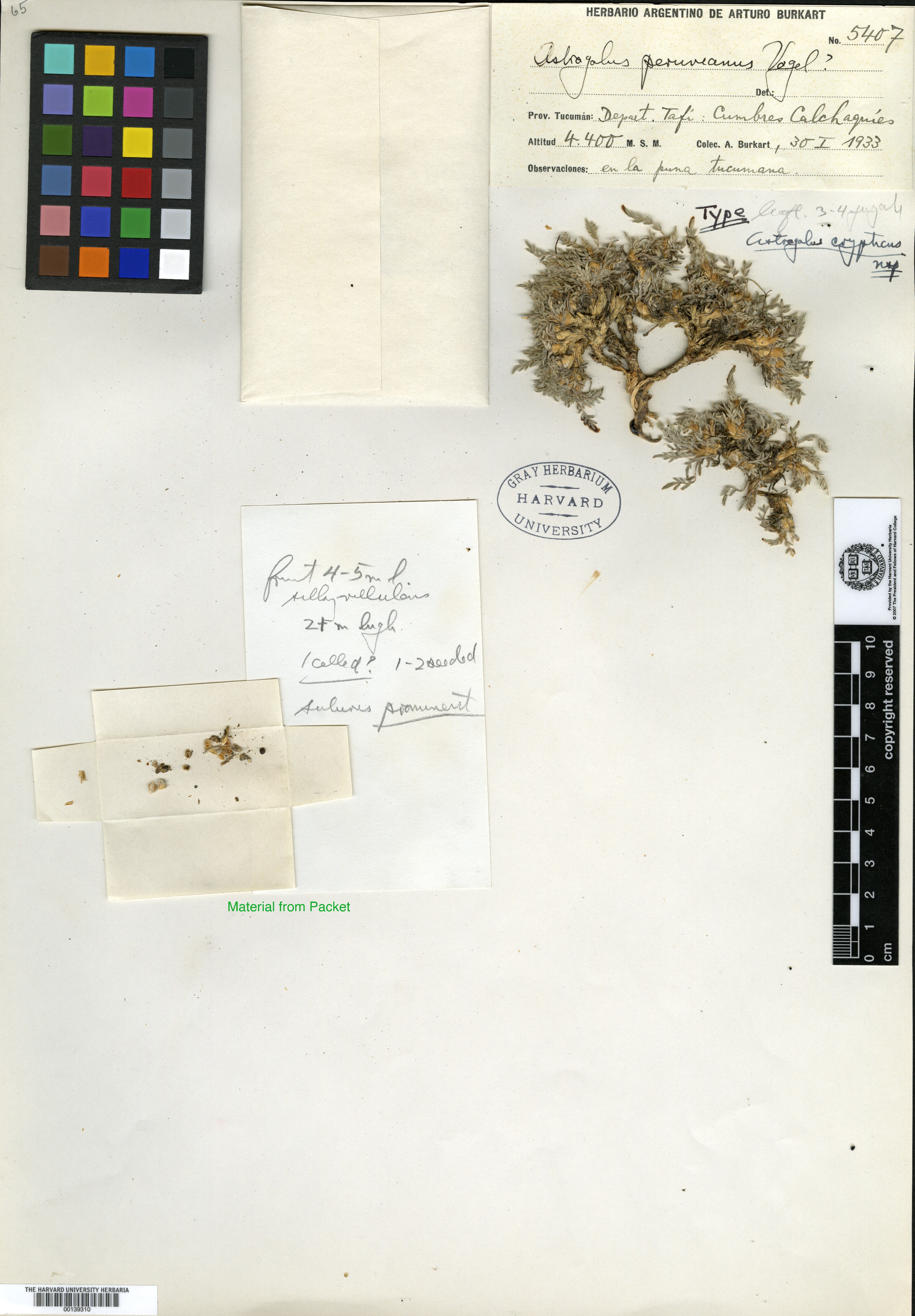 Astragalus densiflorus image