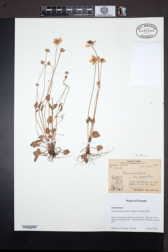 Parnassia palustris var. tenuis image