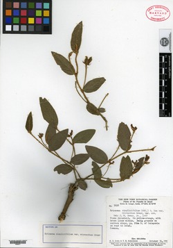 Erythrina costaricensis image
