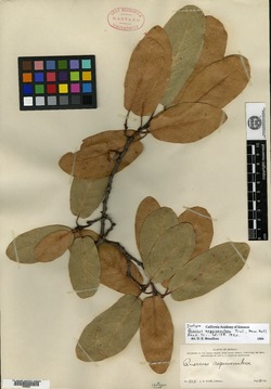 Quercus coffeicolor image