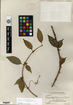 Codonanthe caribaea image