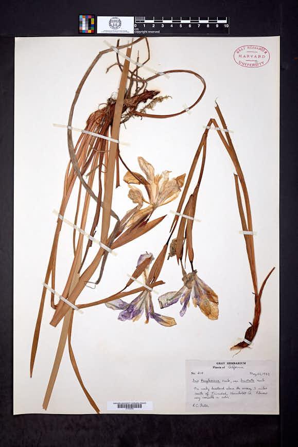 Iris douglasiana var. bracteata image