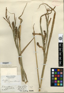 Carex lacustris var. laxiflora image