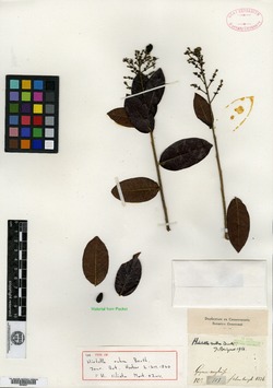 Licania micrantha subsp. micrantha image