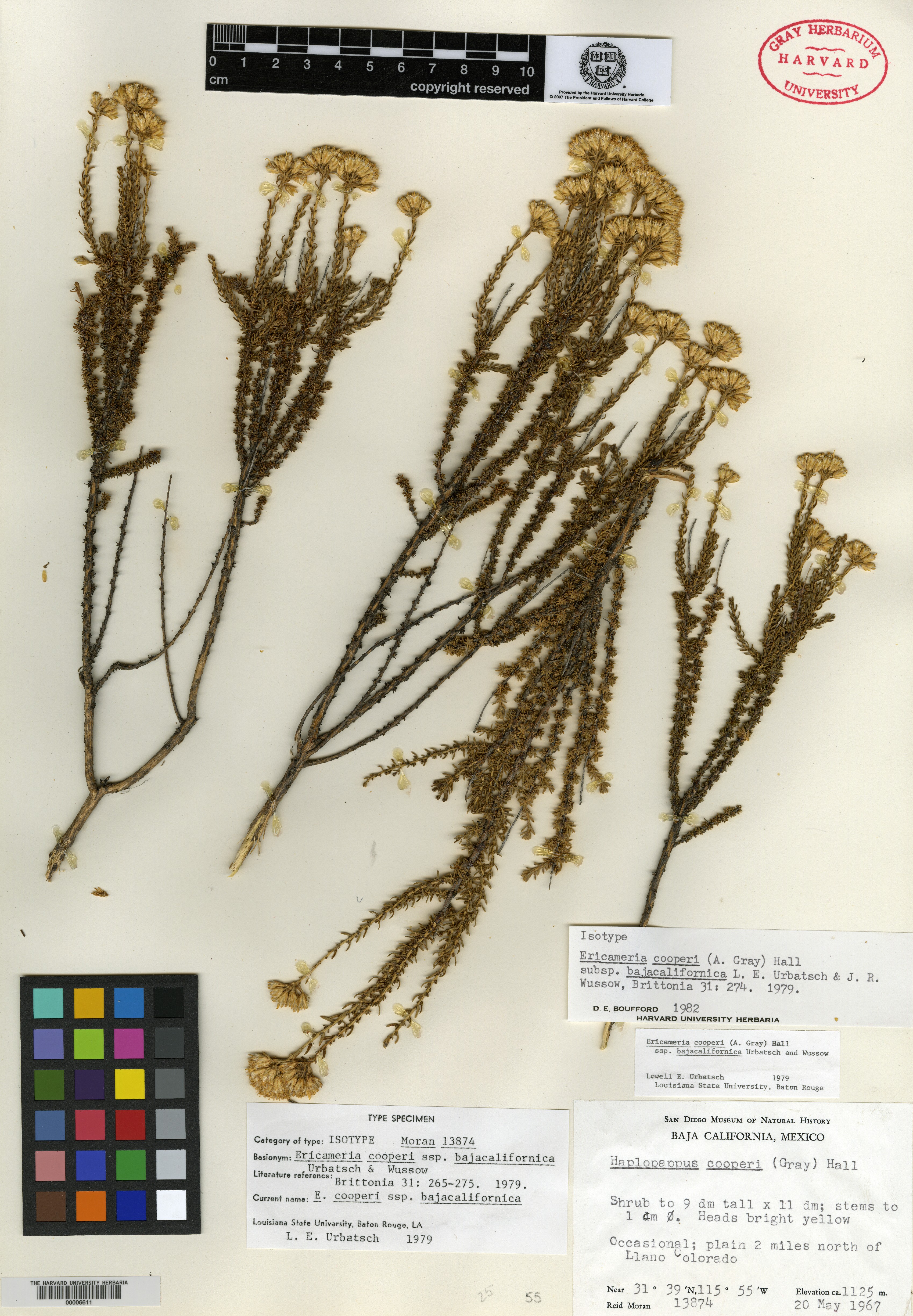Ericameria cooperi subsp. bajacalifornica image