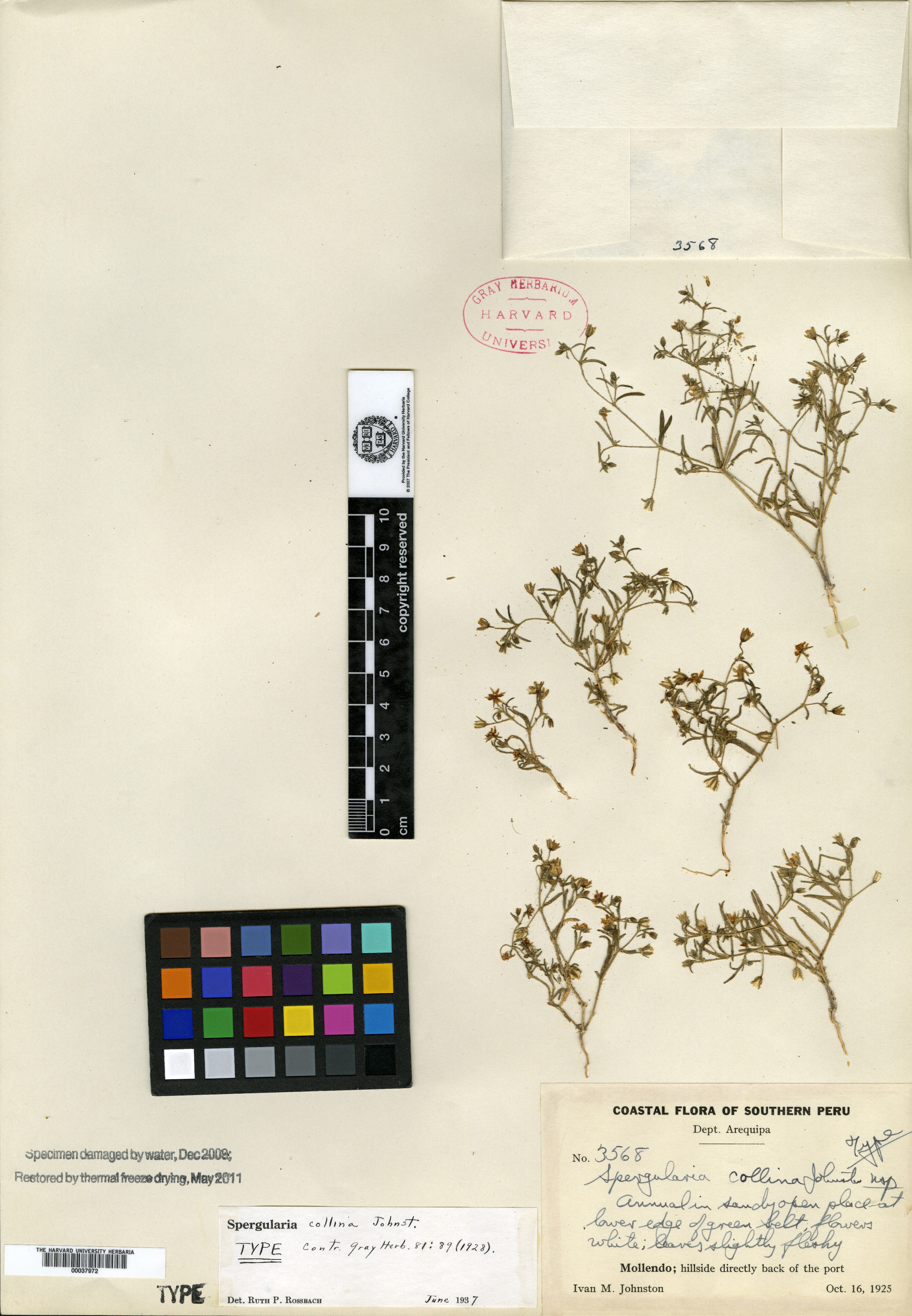 Spergularia platensis image