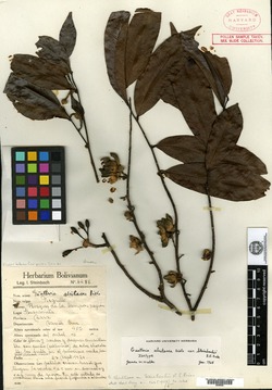 Guatteria alutacea var. steinbachii image