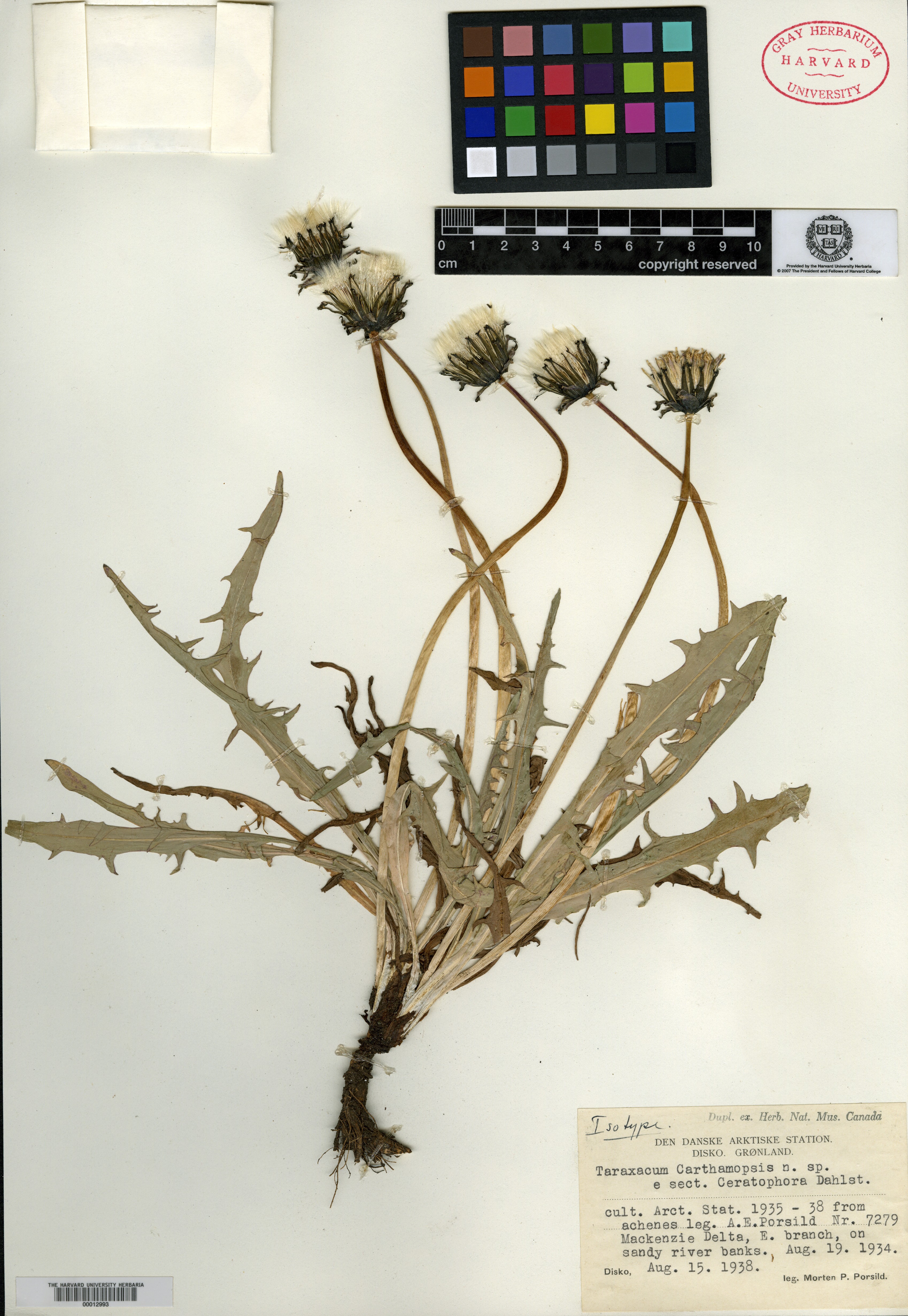 Taraxacum carthamopsis image