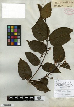 Chiococca nitida var. amazonica image
