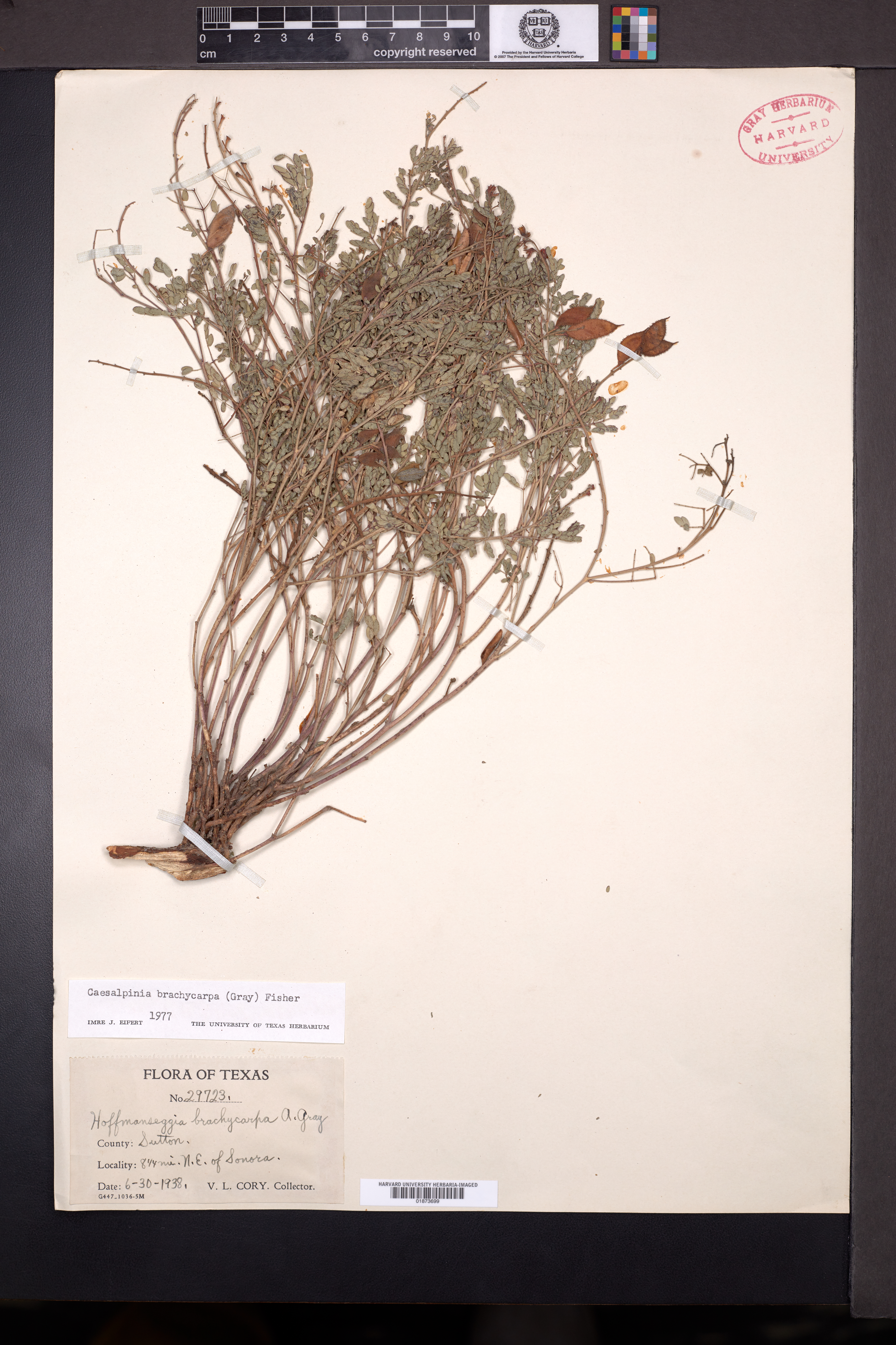 Caesalpinia brachycarpa image