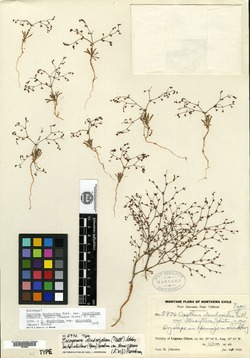 Oxytheca dendroidea subsp. chilensis image