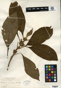 Gasteranthus calcaratus subsp. calcaratus image