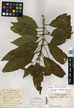 Aegiphila skutchii image