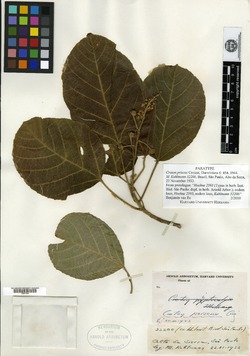 Croton pycnadenius image
