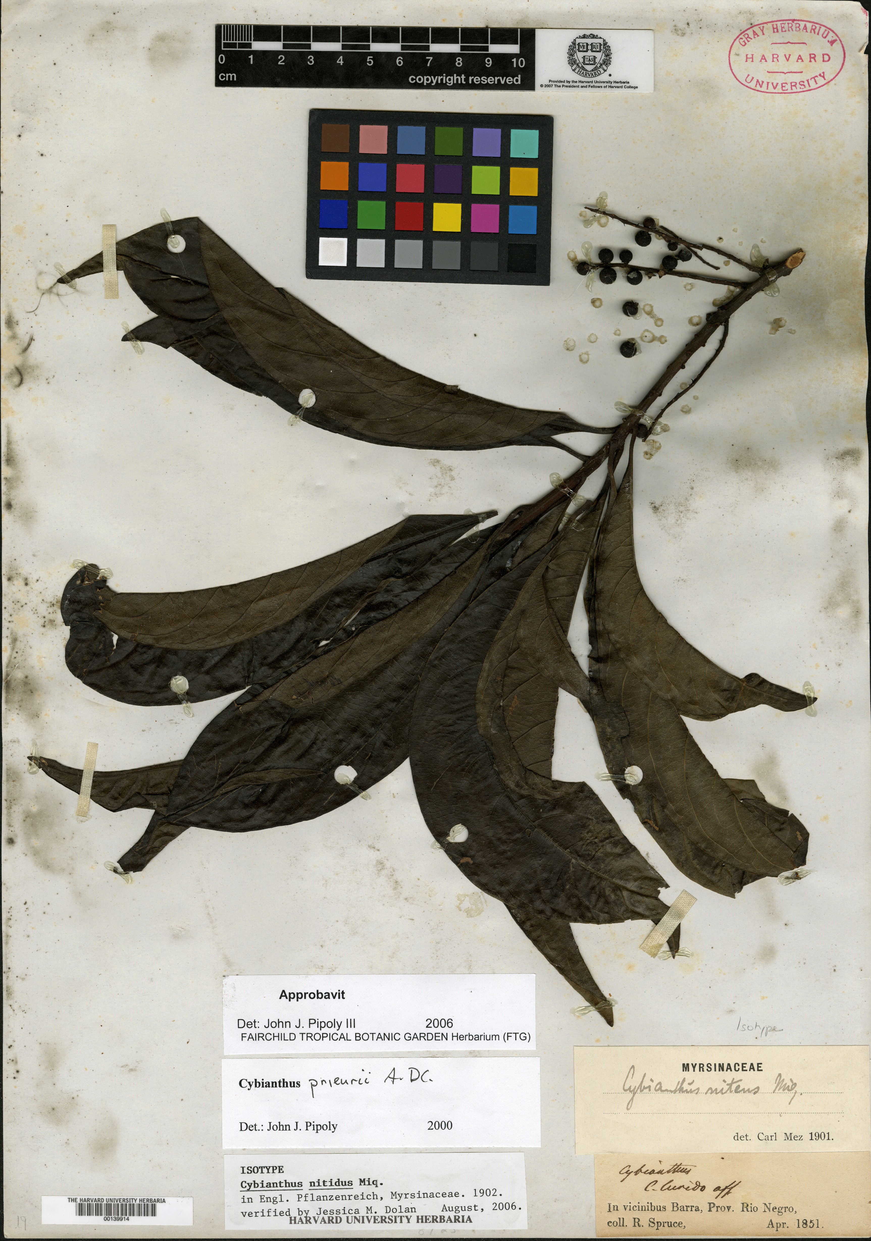 Cybianthus nitidus image