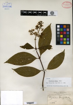 Psychotria bangii image