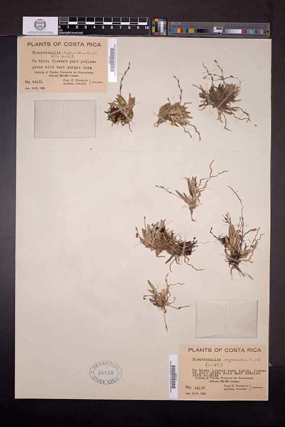 Acianthera sigmoidea image